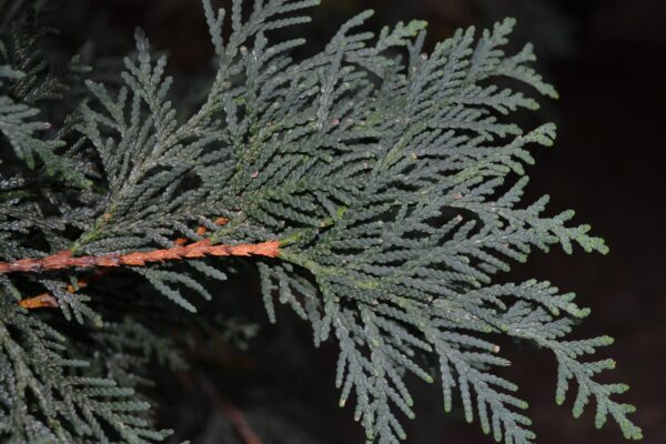 Thuja occidentalis ′Techny′ - Foliage