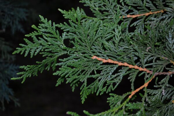 Platycladus orientalis - Foliage