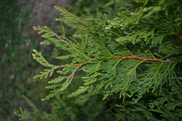 Platycladus orientalis - Growing Foliage in the Spring