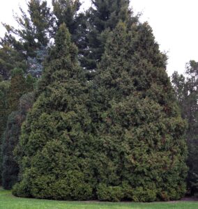 Platycladus orientalis - Habit