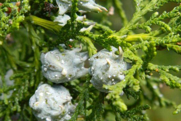 Platycladus orientalis - Fruits (Cones)