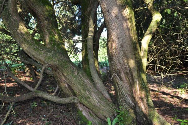 Platycladus orientalis - Bark