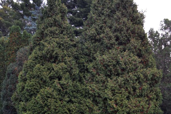 Platycladus orientalis - Habit
