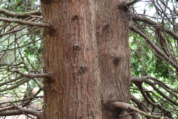 Thuja plicata ′Elegantissima′ - Bark