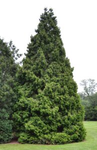 Thuja plicata ′Elegantissima′ - Overall Habit