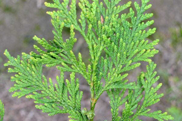 Thuja plicata ′Elegantissima′ - Foliage