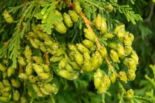 Thuja plicata ′Elegantissima′ - Mature Fruits (Cones)