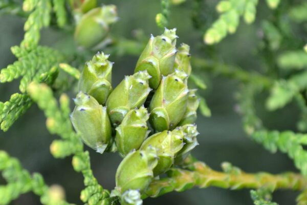 Thuja plicata ′Elegantissima′ - Immature Fruits