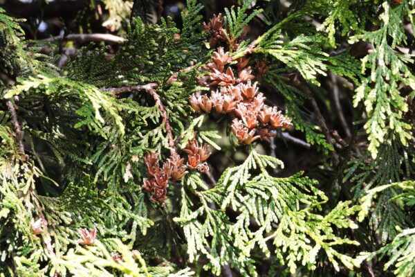 Thuja plicata ′Elegantissima′ - Fruit