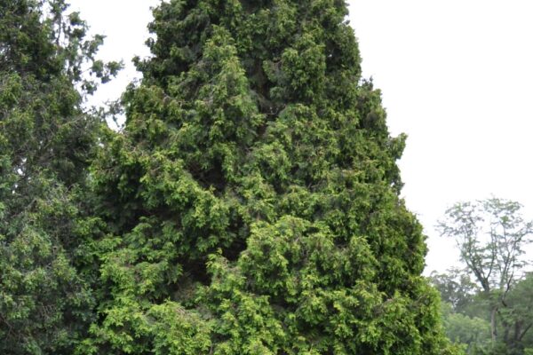 Thuja plicata ′Elegantissima′ - Overall Habit