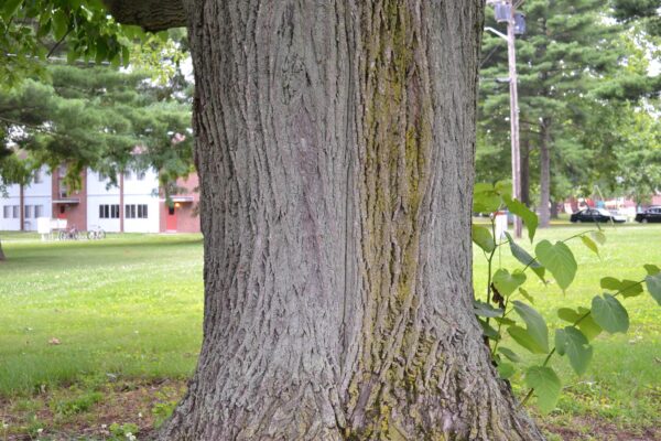 Tilia americana - Bark