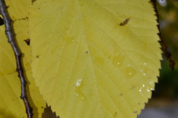 Tilia americana - Fall Color