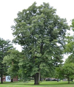 Tilia americana - Overall Shrub