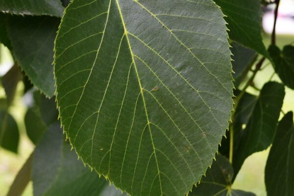 Tilia americana - Leaf