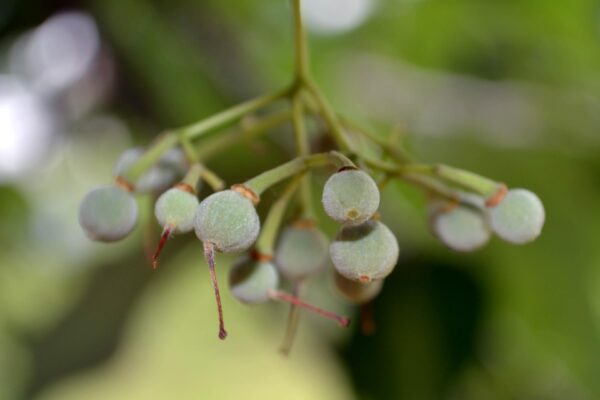 Tilia americana - Fruit