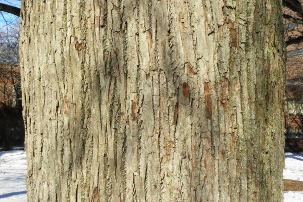 Tilia americana - Bark