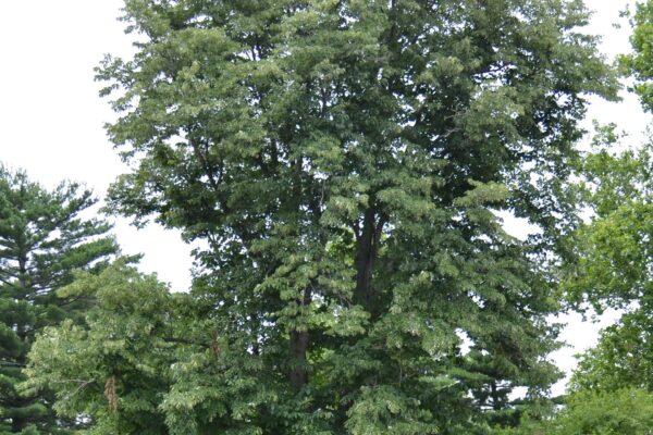 Tilia americana - Overall Shrub