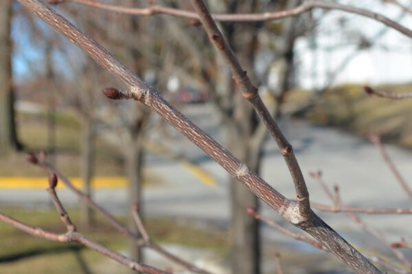 Aesculus × carnea ′Fort McNair′ - Bark and Buds