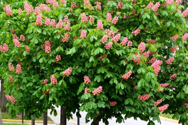 Aesculus × carnea ′Fort McNair′ - Flowering Habit