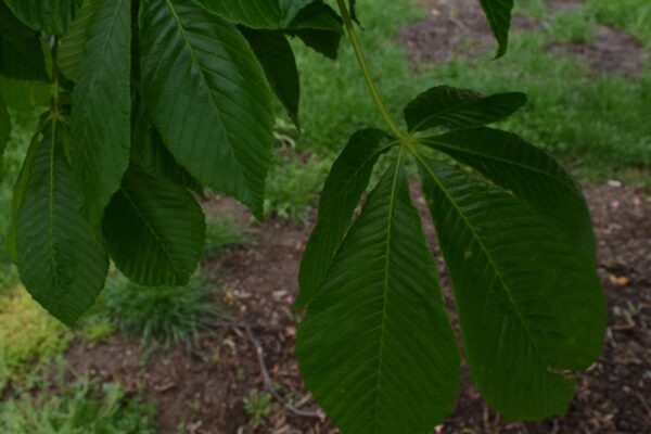 Aesculus × carnea ′Fort McNair′ - Leaf