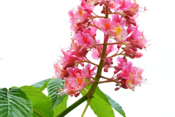 Aesculus × carnea ′Fort McNair′ - Flower Panicle
