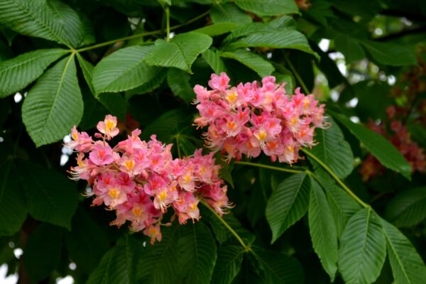 Aesculus × carnea ′Fort McNair′ - Flower Panicles