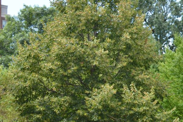Tilia americana ′Redmond′ - Overall Tree in Summer