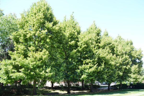 Tilia americana ′Redmond′ - Row Habit