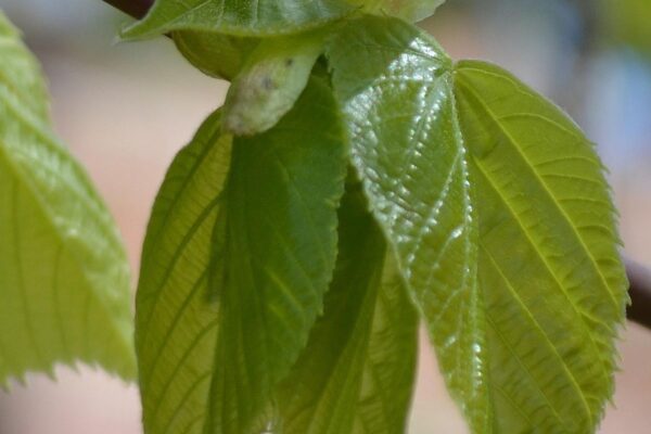 Tilia americana ′Redmond′ - Emerging Foliage
