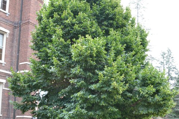 Tilia americana ′Redmond′ - Summer Habit