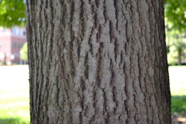 Tilia americana ′Redmond′ - Bark