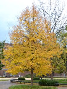 Tilia americana ′Redmond′ - Overall Tree in Fall