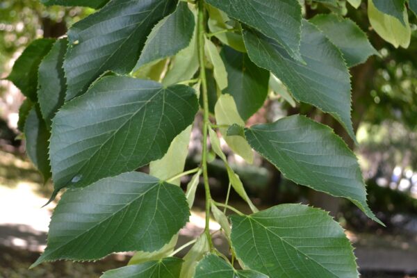 Tilia americana ′Redmond′ - Foliage