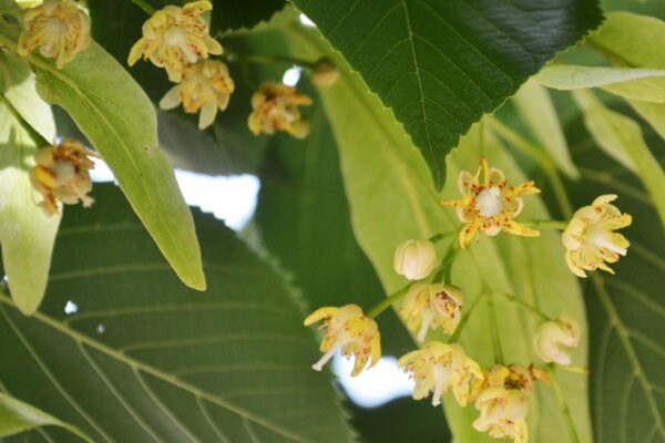 Tilia americana ′Redmond′ - Flower