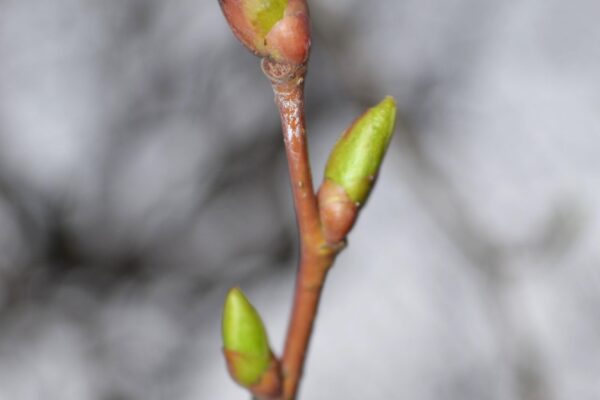 Tilia americana ′Redmond′ - Leaf Bud