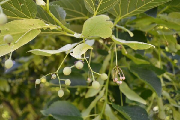 Tilia americana ′Redmond′ - Bracts and Fruit