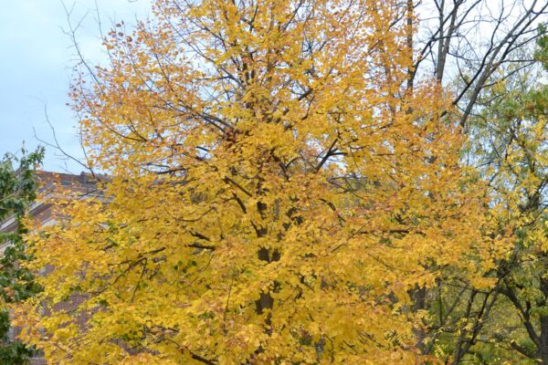 Tilia americana ′Redmond′ - Overall Tree in Fall