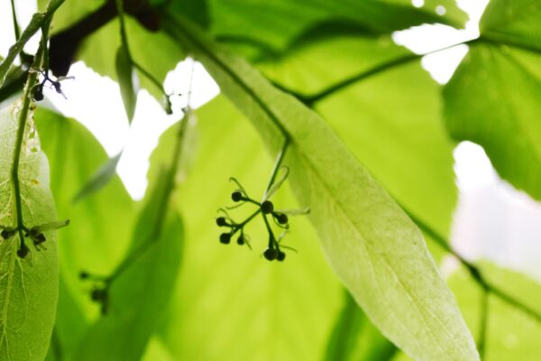 Tilia americana ′Redmond′ - Early Flower