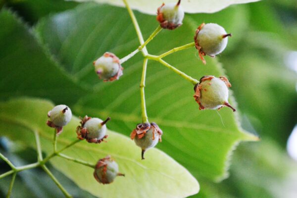 Tilia americana ′Redmond′ - Fruit