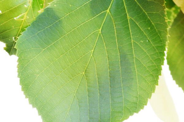 Tilia americana ′Redmond′ - Leaf