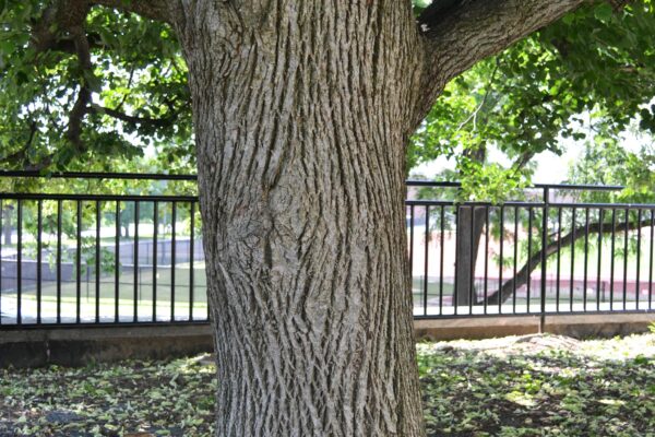 Tilia cordata - Bark