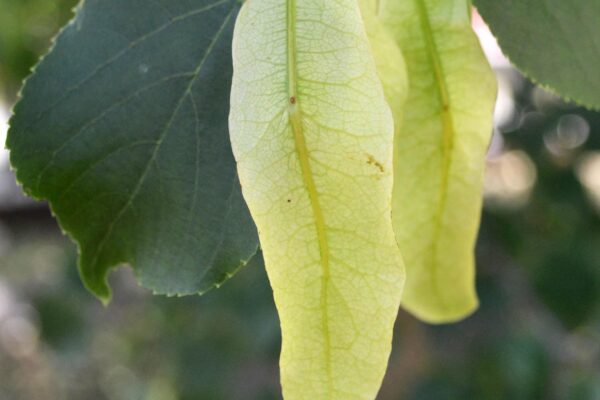 Tilia cordata - Bracts and Leaf