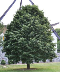 Tilia cordata - Overall Habit