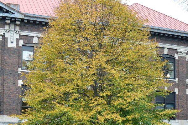 Tilia cordata - Fall Color