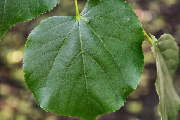 Tilia cordata - Leaf