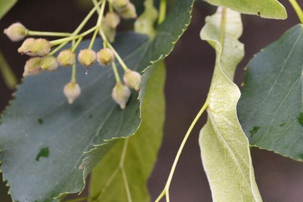 Tilia cordata - Fruit