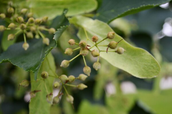 Tilia cordata - Fruit