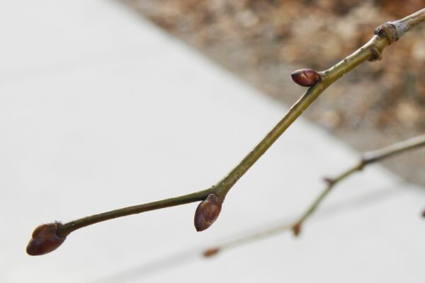 Tilia cordata - Buds