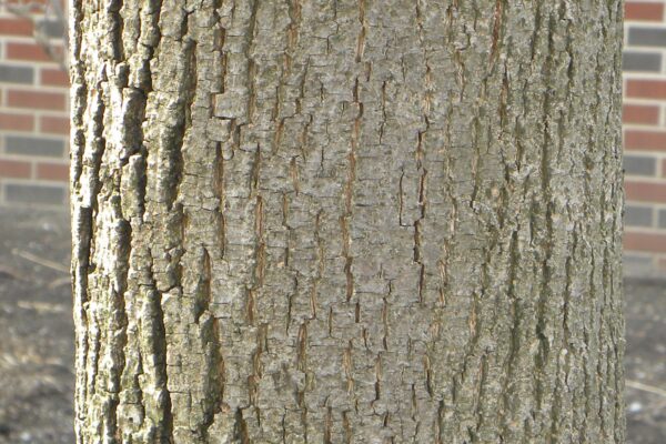 Tilia cordata ′Glenleven′ - Bark