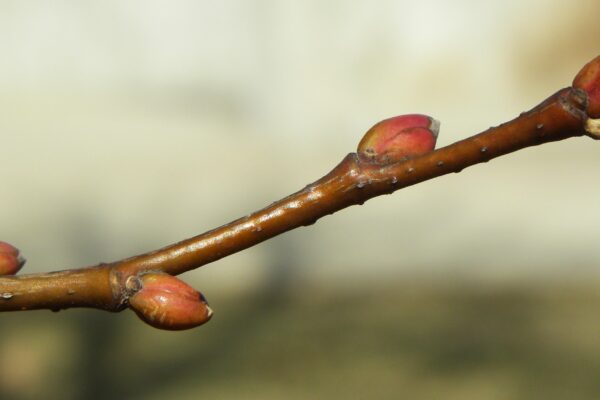 Tilia cordata ′Glenleven′ - Buds